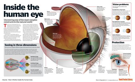 Infographic Inside The Human Eye Infographic Human Eye Human