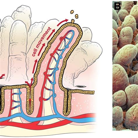 Intestinal Structure A Diagram Of Small Intestine