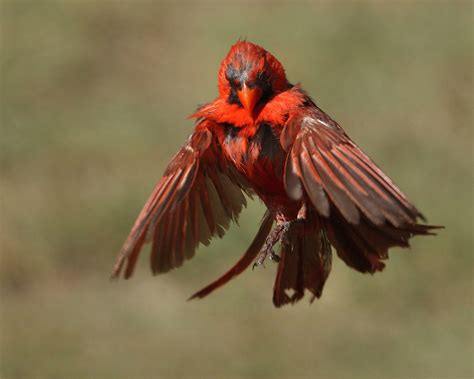 Northern Cardinal Flight Howard Cheek Photography