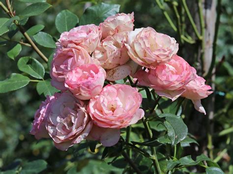 Kletterrose Mini Eden Rose Schönste Rosen And Expertenwissen