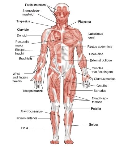 Most skeletal muscles are attached to two bones across a joint, so the muscle serves to move parts of those bones closer to each other. Skeletal Muscles | CK-12 Foundation