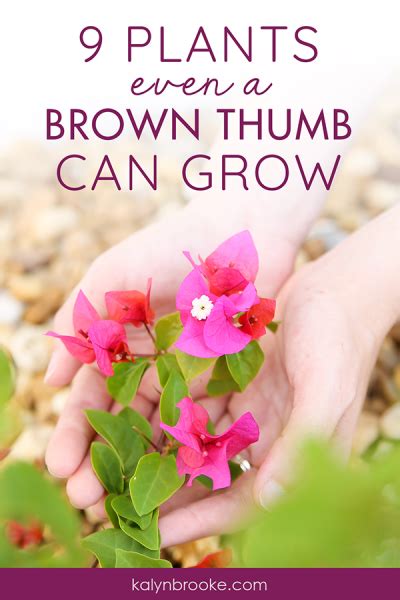 9 Easy Plants Even A Brown Thumb Can Grow Best Hard To Kill Flowers