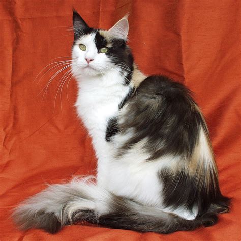 What makes a coon a one of the most defining maine coon characteristics would be the ears. File:Maine Coon female.jpg - Wikipedia