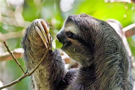 Amazon Rainforest Animals The Three Toed Sloth ~ Amazon Rainforest