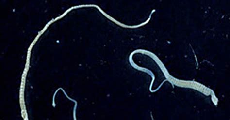 A Tapeworm With Cancer Gave Its Tumors To Someone