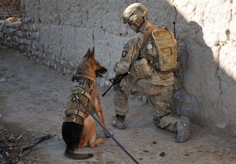 Dogs Of War Article The United States Army