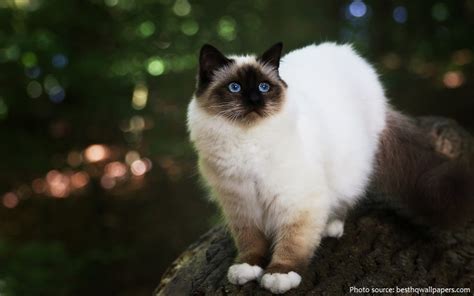 Interesting Facts About Birman Cats Just Fun Facts