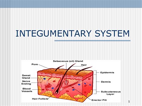 Integumentary System Integumentary System Sweat Gland Oil Gland
