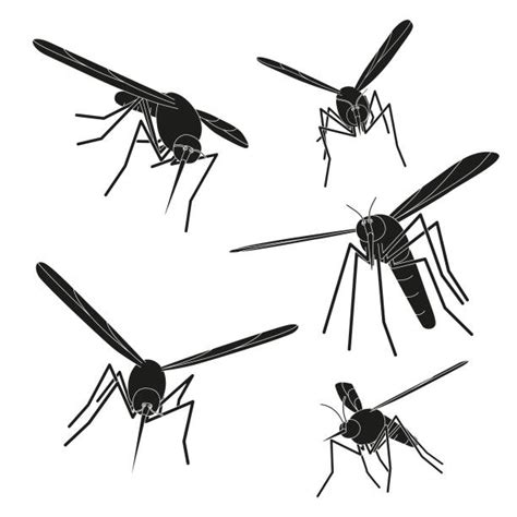 170 Gnat Drawings Stock Photos Pictures And Royalty Free Images Istock