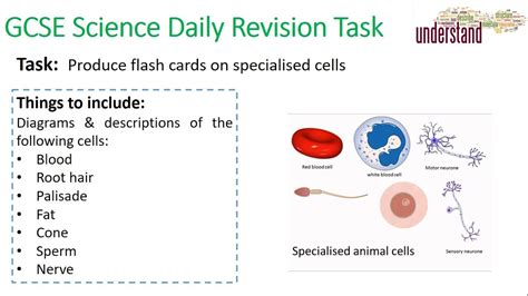 Gcse Science Daily Revision Task 2 Specialised Cells Youtube
