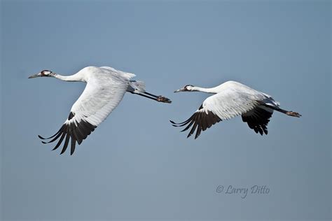 Two Days With The Whooping Cranes Larry Ditto Nature Photography