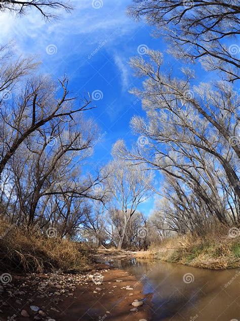 Dormant Cottonwood Trees Line The Banks Of A Stream In Southern Arizona