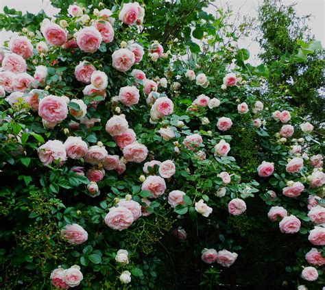 Trandafir Eden Rose 85 Meiviolin Clematitero