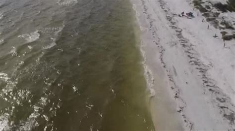 Red Tide Found In Pinellas County