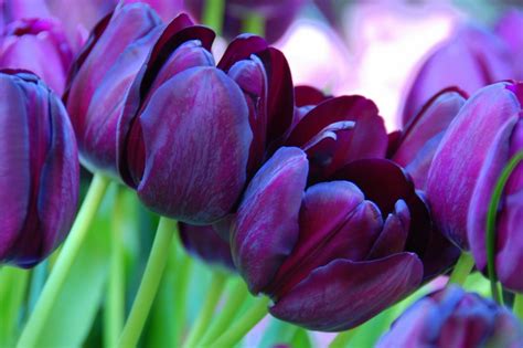 Black Tulip Queen Of The Night Keukenhof Tulip Garden Flickr