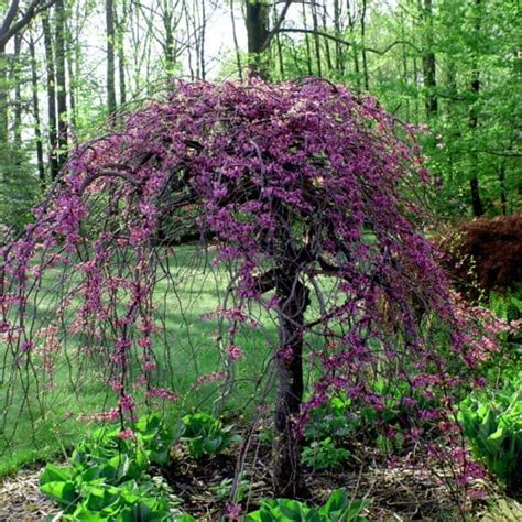Claudia Mcvilly Weeping Flowering Trees Zone 4 Zone 5 Ornamental