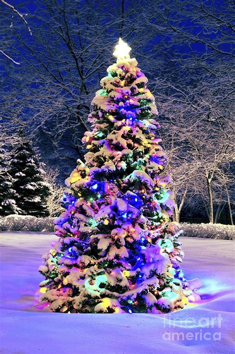 Christmas Tree In Snow Christmas Tree Photography Christmas Tree