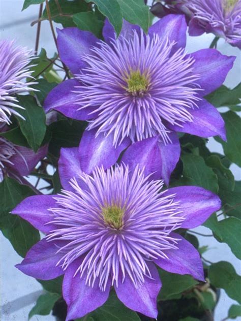 Clematis Crystal Fountain Bluestone Perennials