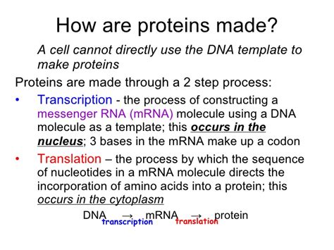 The process in which the codons carried by mrna direct the synthesis of polypeptides from amino acids according to the. Chapter 8 From Dna To Proteins + mvphip Answer Key