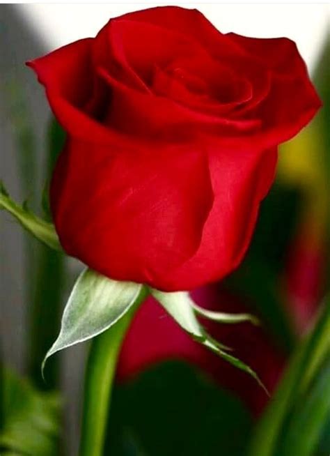 Rosas Hermosas 🌹🌹🌹 Imágenes Para Descargar Gratis Rosas Bonitas