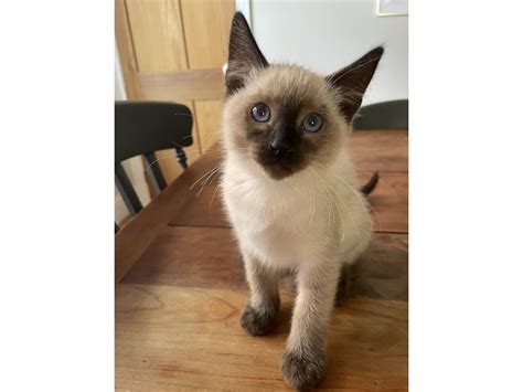 Ragamese Kittens In Ventnor Sold Wightbay