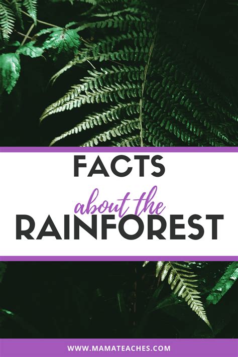 Fun Facts About The Rainforest For Kids Mama Teaches