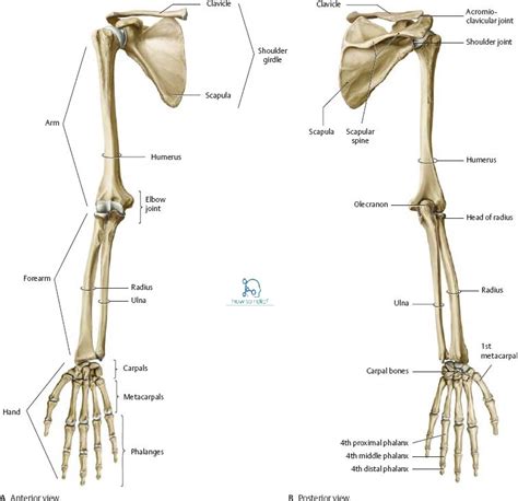 Joints Of The Upper Limb Anatomy Movement And Ligament Involvement