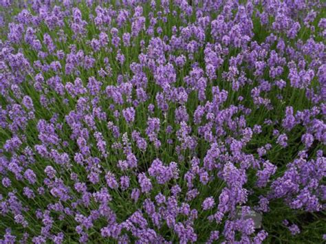 Foto stock premium di primi fiori di primavera blu, violette nella foresta. Lavandula Angustifolia Munstead - Capecchi Vivai Piante Pistoia