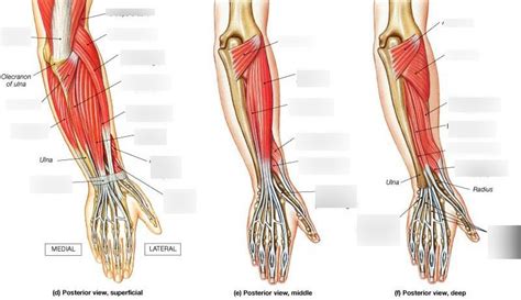 Posterior Muscles Of Forearm By Asklepios Medical Atlas Lupon Gov Ph