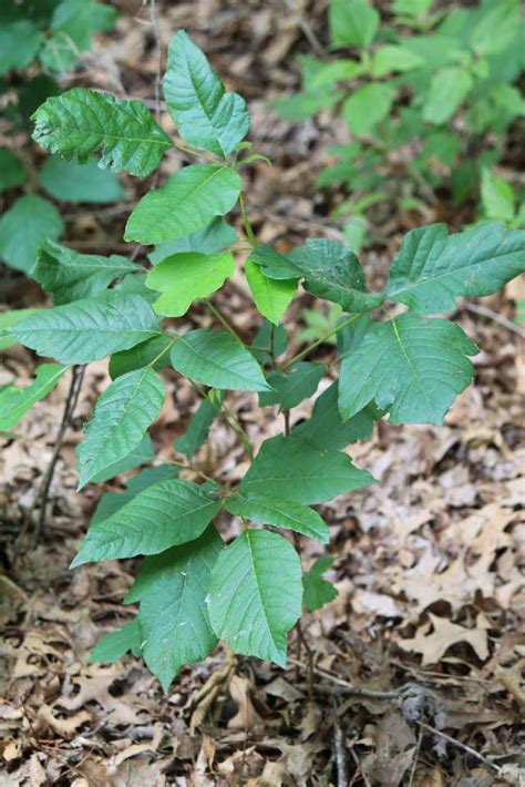 Poison Ivy Poison Oak And Similar Plant Identification Oklahoma