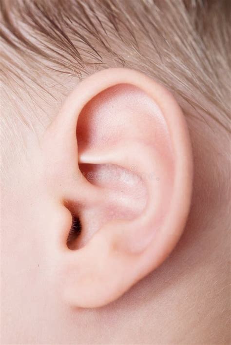 19349 Human Ear Stock Photos Free And Royalty Free Stock Photos From
