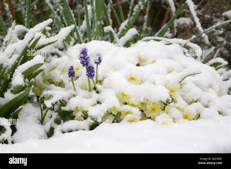 Spring Flowers A Primroses And Grape Hyacinth Covered In Snow Stock