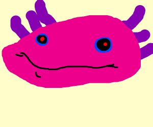 Axolotl kawaii, mexican axolotl, drawing of axolotl, salamander mexican, drawing salamander, png. Cute axolotl - Drawception
