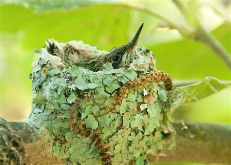 The Ruby Throated Hummingbirds Nest Is Decorated With Lichen For
