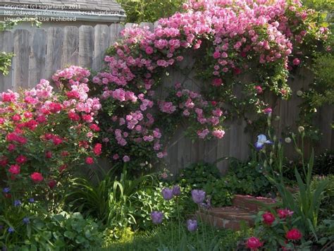 Plantfiles Pictures Climbing Polyantha Rose Old Garden Rose Pinkie