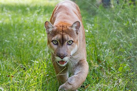 Florida Panther Facts Animals Of North America