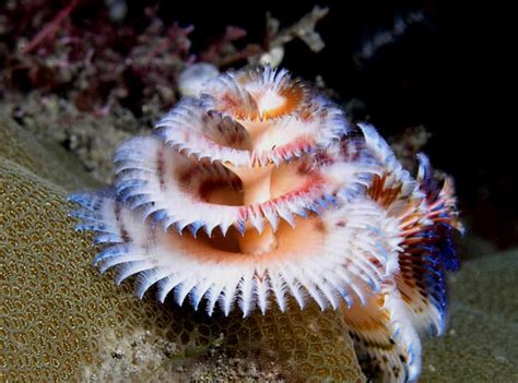 Beautiful Rare Sea Creatures