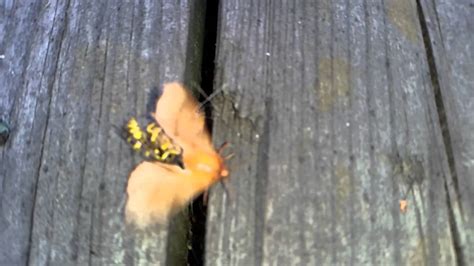 Wasp Attacking Moth Slow Motion Youtube
