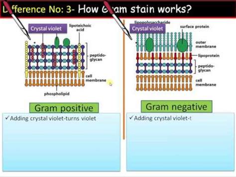 Gram positive vs gram negative bacteria gram staining is a very important lab test. Difference between Gram Positive and Gram Negative ...