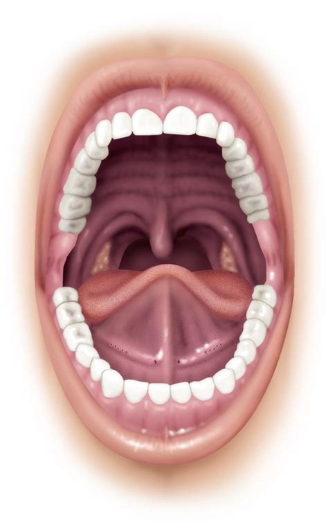 Correctly Label The Following Anatomical Features Of The Oral Cavity