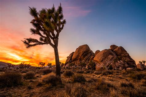 Know Before You Go Joshua Tree National Park Visit California Visit