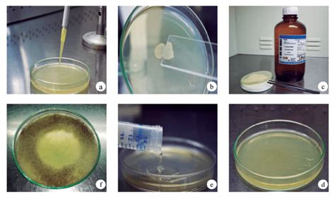 Double Layer Agar Assay In This Process The Producer Strain Is Grown