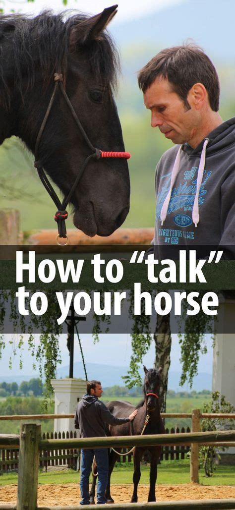 How To Talk To A Horse In 2020 Horses Horse Training Horse Behavior