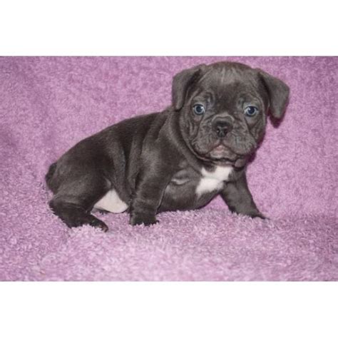 4 blue brindle Male French bulldog puppies still available in Dallas, Texas - Puppies for Sale ...
