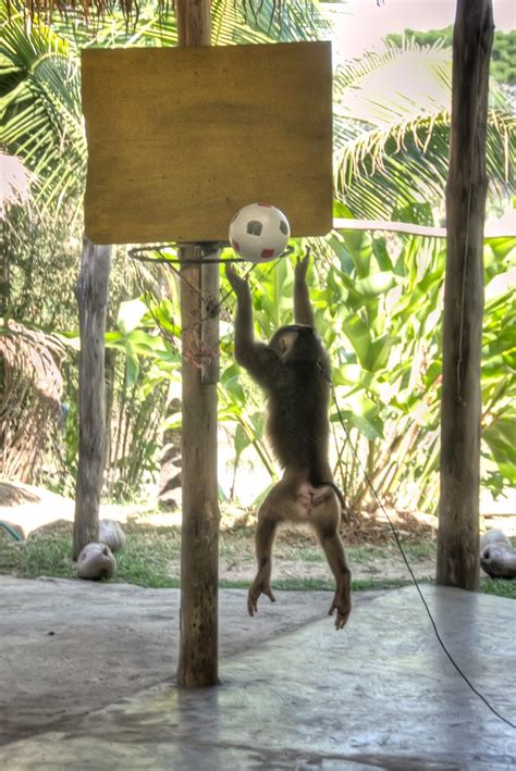 Monkey Playing Basketball Jeff Nyveen Flickr
