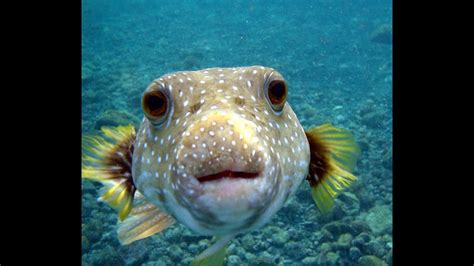Amazing Underwater Puffer Fish Hd Youtube