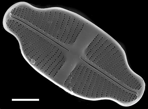 Image Gs02752103ed Species Diatoms Of North America