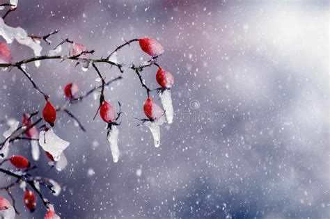 Frost Covered Rosehip In Winter During Snowfall On Dark Background