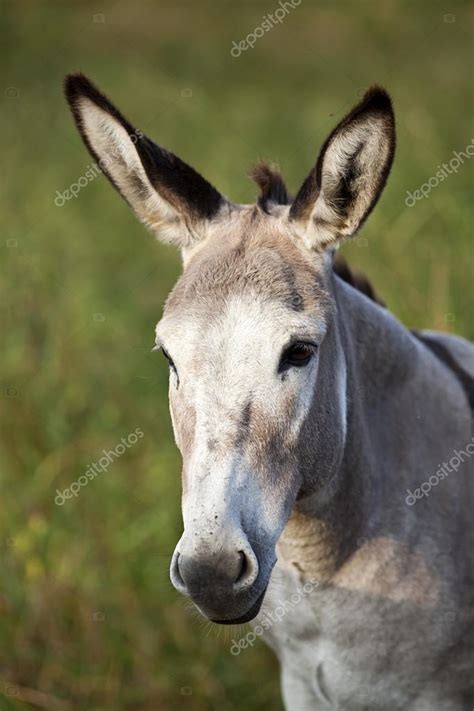 Funny Donkey Stock Photo By ©anjajuli 80994442