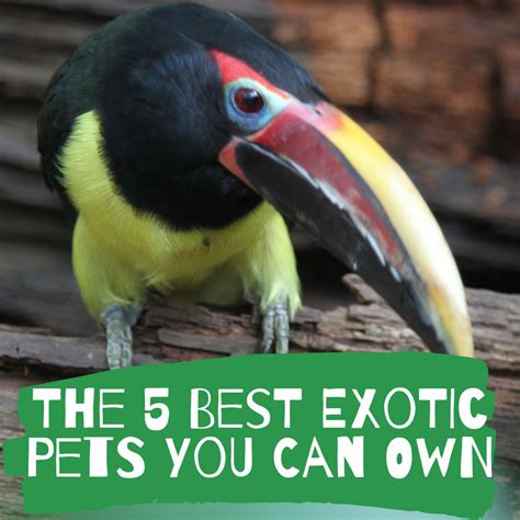 The Best Exotic Pets You Can Own Pethelpful
